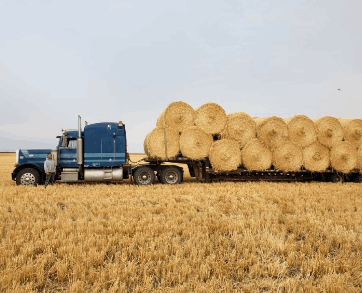 Semi trailer hauling hay bales Semi trailer hauling hay bales